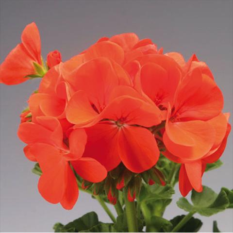 Foto de variedad de flores para ser usadas como: Maceta y planta de temporada Pelargonium x hortorum F.1 Pinto Premium Orange