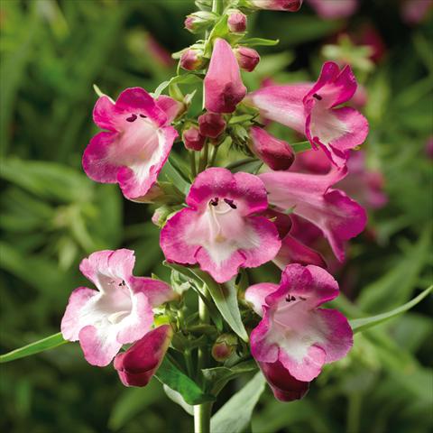 Foto de variedad de flores para ser usadas como: Maceta y planta de temporada Penstemon hartwegii Arabesque Orchid