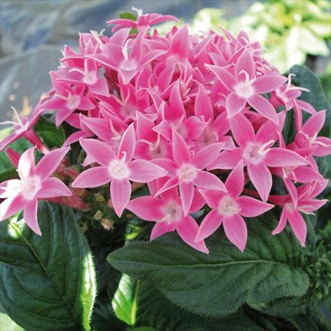 Foto de variedad de flores para ser usadas como: Maceta y planta de temporada Pentas lanceolata BeeBright Pink