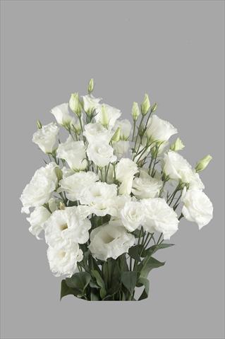 Foto de variedad de flores para ser usadas como: Flor cortada Lisianthus F.1 Super Magic White