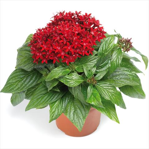 Foto de variedad de flores para ser usadas como: Maceta y planta de temporada Pentas lanceolata BeeBright Red