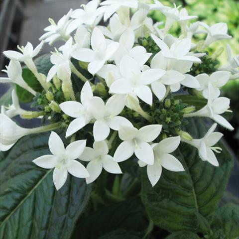 Foto de variedad de flores para ser usadas como: Maceta y planta de temporada Pentas lanceolata BeeBright White