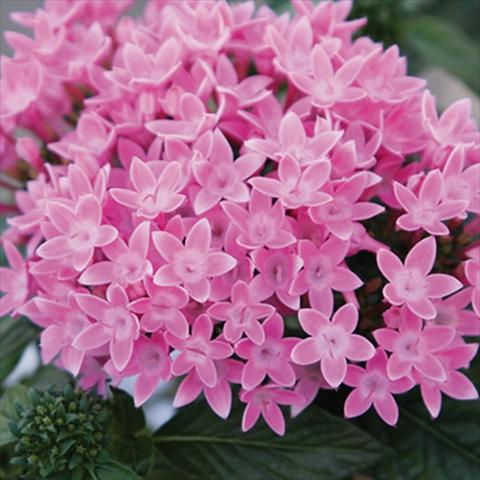 Foto de variedad de flores para ser usadas como: Maceta y planta de temporada Pentas lanceolata Honey Cluster Pink