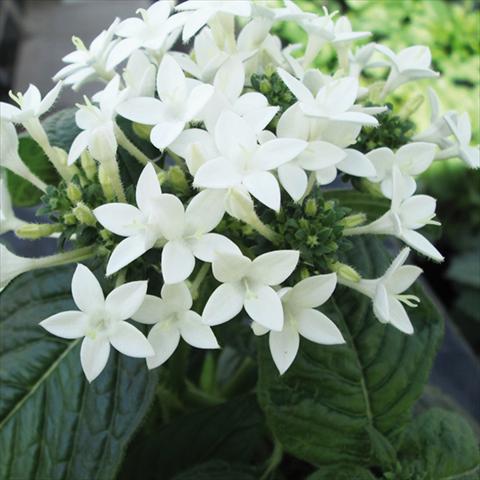 Foto de variedad de flores para ser usadas como: Maceta y planta de temporada Pentas lanceolata Honey Cluster White