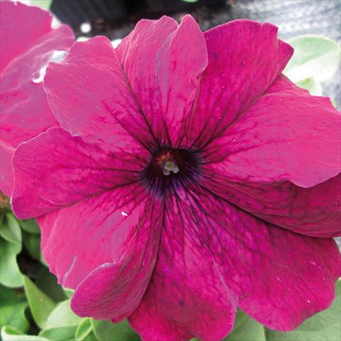 Foto de variedad de flores para ser usadas como: Maceta y planta de temporada Petunia grandiflora Duvet Burgundy