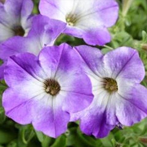 Foto de variedad de flores para ser usadas como: Maceta y planta de temporada Petunia hybrida Sanguna Patio Blue Morn