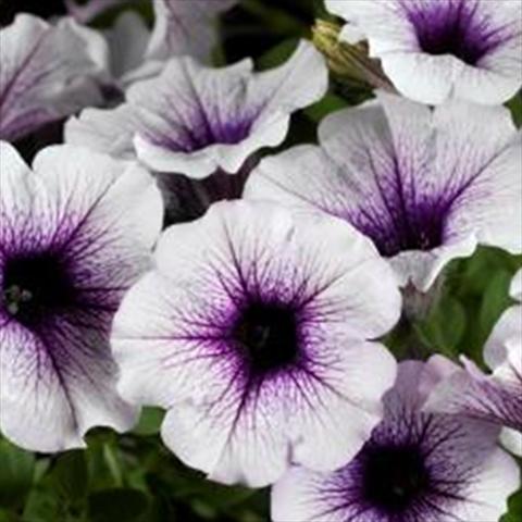 Foto de variedad de flores para ser usadas como: Maceta y planta de temporada Petunia hybrida Sanguna Patio Blue Vein