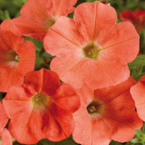 Foto de variedad de flores para ser usadas como: Maceta y planta de temporada Petunia hybrida Whispers