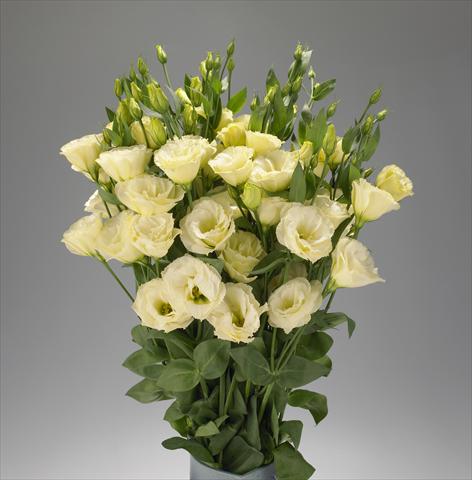 Foto de variedad de flores para ser usadas como: Flor cortada Lisianthus F.1 Super Magic Yellow