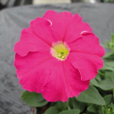 Foto de variedad de flores para ser usadas como: Maceta y planta de temporada Petunia milliflora Picobella Pink