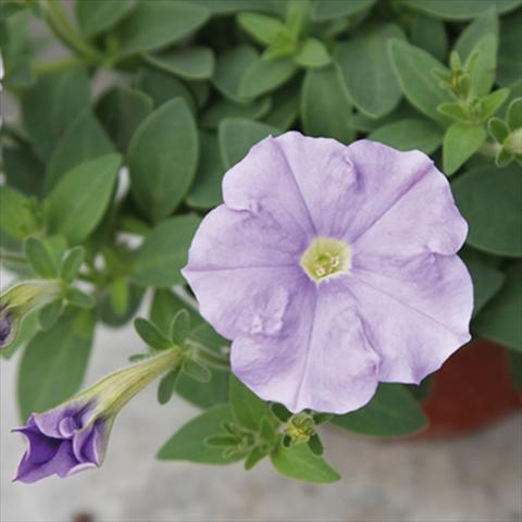 Foto de variedad de flores para ser usadas como: Maceta y planta de temporada Petunia milliflora Picobella Cascade Sky Blue