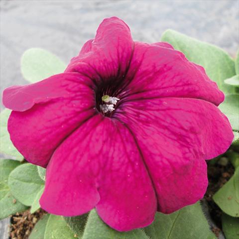 Foto de variedad de flores para ser usadas como: Maceta y planta de temporada Petunia multiflora Damask Purple