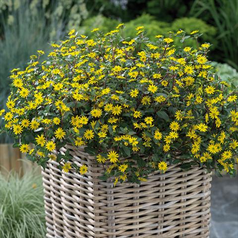 Foto de variedad de flores para ser usadas como: Maceta y planta de temporada Sanvitalia Sundance Trailing Golden Yellow