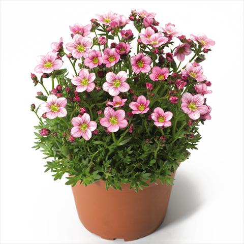 Foto de variedad de flores para ser usadas como: Maceta Saxifraga x arendsii Alpino Pink