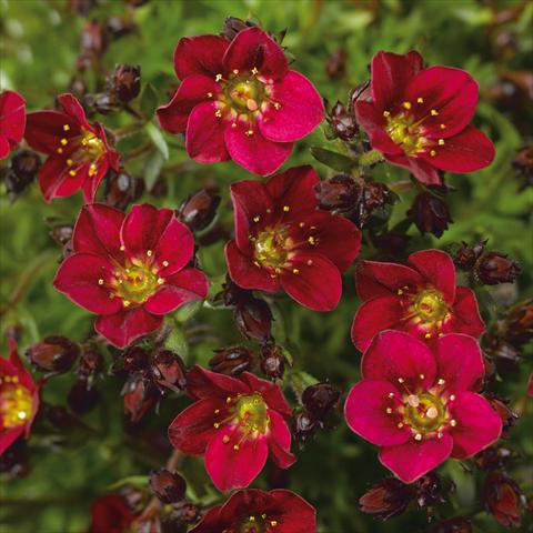 Foto de variedad de flores para ser usadas como: Maceta Saxifraga x arendsii Alpino Red