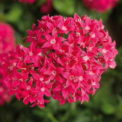 Foto de variedad de flores para ser usadas como: Maceta y planta de temporada Pentas lanceolata BeeBright Lipstic