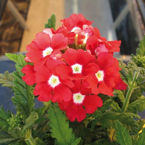 Foto de variedad de flores para ser usadas como: Maceta y planta de temporada Verbena hybrida Tuscany Scarlet with Eye