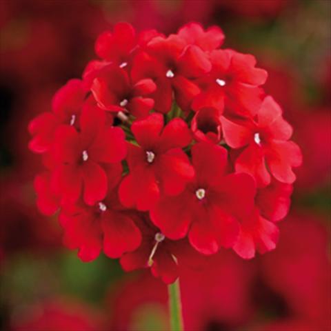 Foto de variedad de flores para ser usadas como: Maceta y planta de temporada Verbena hybrida Lanai Synchro Early Dark Red