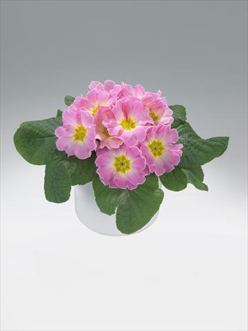 Foto de variedad de flores para ser usadas como: Tarrina de colgar / Maceta Primula acaulis, veris, vulgaris Mega Appleblossom
