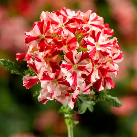 Foto de variedad de flores para ser usadas como: Maceta y planta de temporada Verbena hybrida Lanai Synchro Red Star