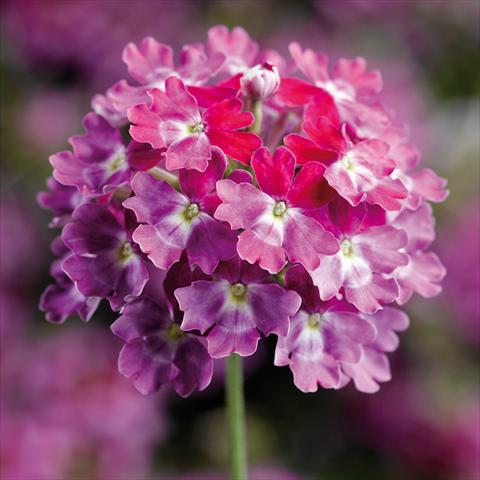 Foto de variedad de flores para ser usadas como: Maceta y planta de temporada Verbena hybrida Lanai Twister Burgundy