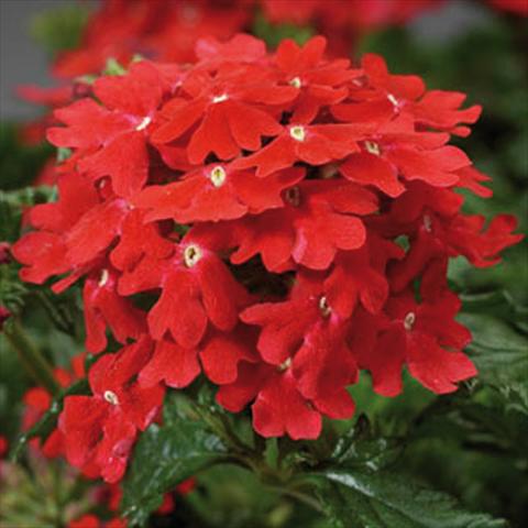 Foto de variedad de flores para ser usadas como: Maceta y planta de temporada Verbena hybrida Magelana Scarlet improved