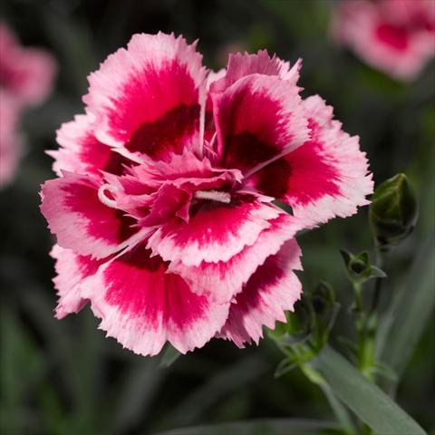 photo of flower to be used as: Pot Dianthus caryophyllus Suncharm Rose Picotee