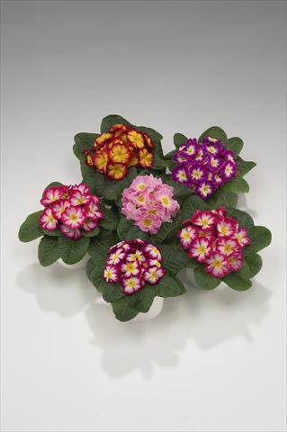 Foto de variedad de flores para ser usadas como: Tarrina de colgar / Maceta Primula acaulis, veris, vulgaris Mega Bicolor