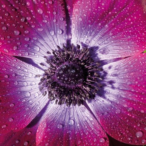 Foto de variedad de flores para ser usadas como: Flor cortada Anemone coronaria L. Mistral® Magenta