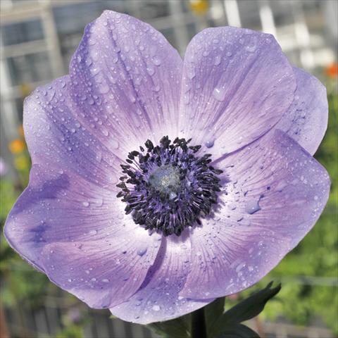 Foto de variedad de flores para ser usadas como: Flor cortada Anemone coronaria L. Mistral® Plus Nadja