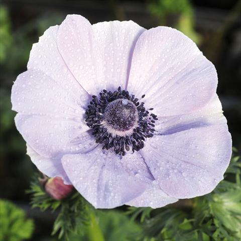 photo of flower to be used as: Cutflower Anemone coronaria L. 2015 Anemone coronaria Mistral® Plus Rarity