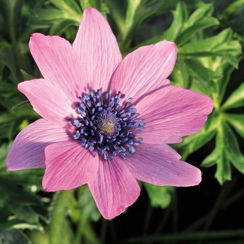photo of flower to be used as: Cutflower Anemone coronaria L. Linea Concerto® Fuchsia