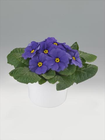 Foto de variedad de flores para ser usadas como: Tarrina de colgar / Maceta Primula acaulis, veris, vulgaris Mega Blue Shades