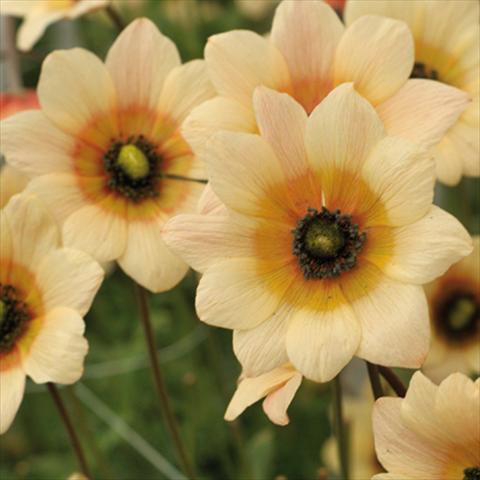 Foto de variedad de flores para ser usadas como: Flor cortada Anemone coronaria L. Linea Concerto® Giallo Crema