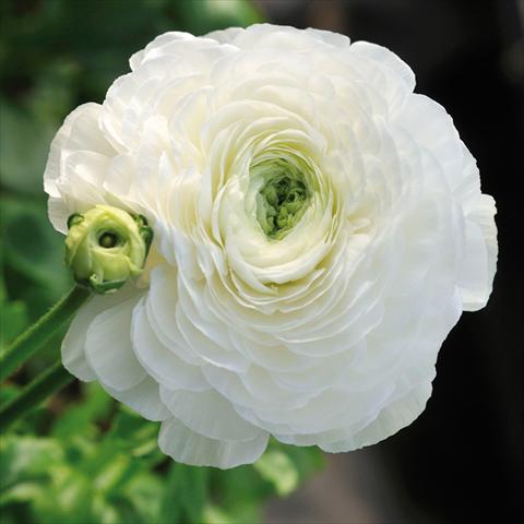 Foto de variedad de flores para ser usadas como: Flor cortada Ranunculus asiaticus Elegance® Bianco