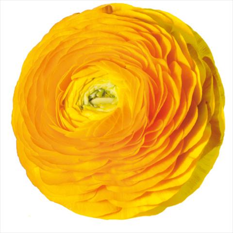 Foto de variedad de flores para ser usadas como: Flor cortada Ranunculus asiaticus Elegance® Giallo-2-10