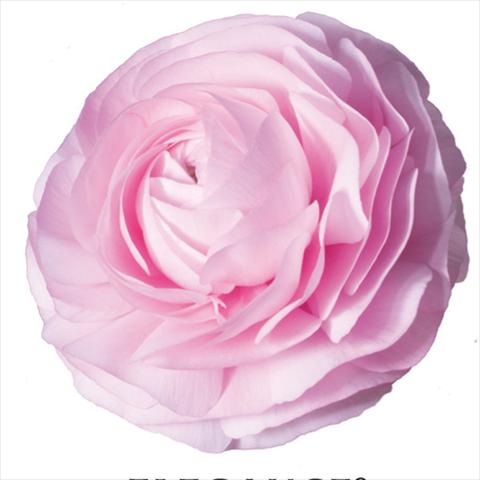 Foto de variedad de flores para ser usadas como: Flor cortada Ranunculus asiaticus Elegance® Rosa Chiaro 1P10