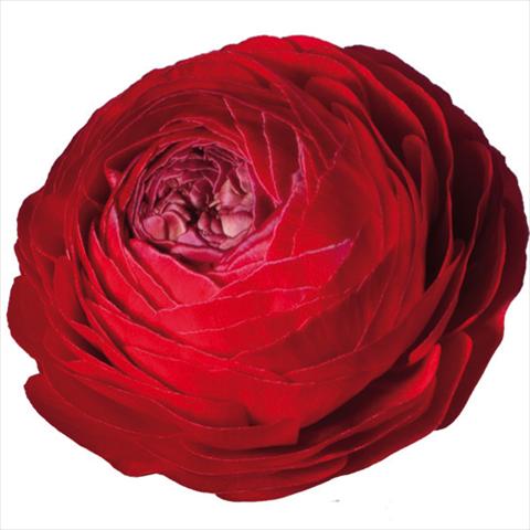 Foto de variedad de flores para ser usadas como: Flor cortada Ranunculus asiaticus Elegance® Rosso 154-10