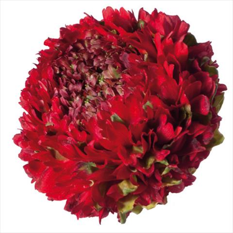 Foto de variedad de flores para ser usadas como: Flor cortada Ranunculus asiaticus Pon-Pon® Draco