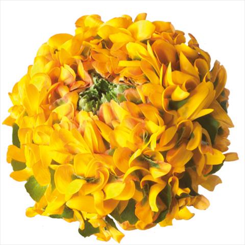 Foto de variedad de flores para ser usadas como: Flor cortada Ranunculus asiaticus Pon-Pon® Merlino