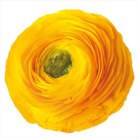 Foto de variedad de flores para ser usadas como: Flor cortada Ranunculus asiaticus Success® Edison