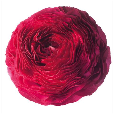 Foto de variedad de flores para ser usadas como: Flor cortada Ranunculus asiaticus Success® Passion