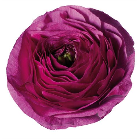 Foto de variedad de flores para ser usadas como: Flor cortada Ranunculus asiaticus Success® Renoir