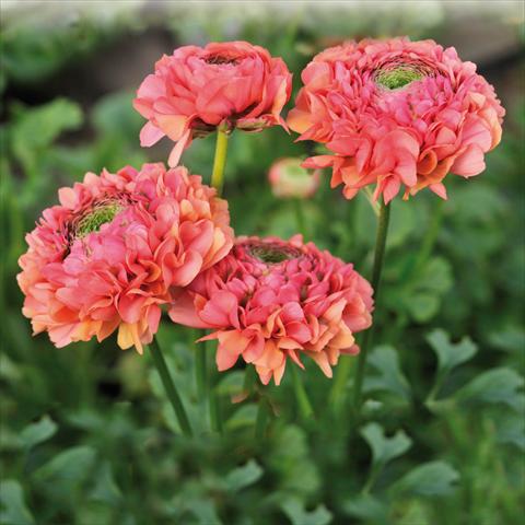Foto de variedad de flores para ser usadas como: Flor cortada Ranunculus asiaticus Pon-Pon® Minerva