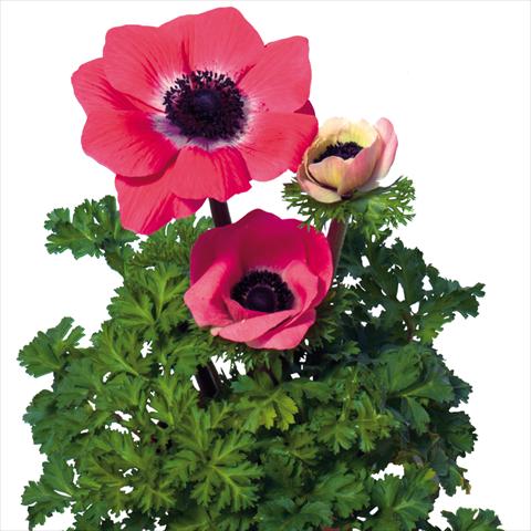 Foto de variedad de flores para ser usadas como: Flor cortada Anemone coronaria L. Mistral Plus® Rosa Shokking