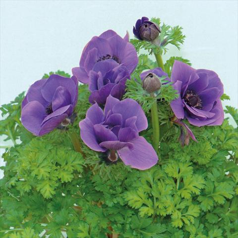 Foto de variedad de flores para ser usadas como: Flor cortada Anemone coronaria L. Pandora® Blu