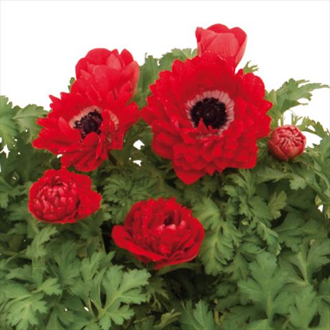 Foto de variedad de flores para ser usadas como: Flor cortada Anemone coronaria L. Pandora® Doppio-Rosso