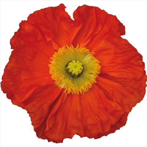 Foto de variedad de flores para ser usadas como: Flor cortada Papaver nudicaule Colibrì® Arancio