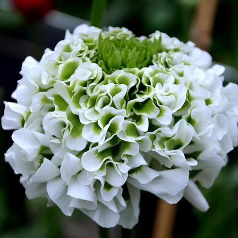 Foto de variedad de flores para ser usadas como: Flor cortada Ranunculus asiaticus Pon-Pon® Silente