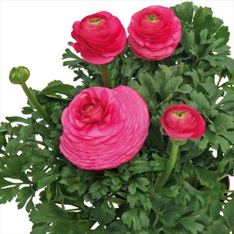 Foto de variedad de flores para ser usadas como: Flor cortada Ranunculus asiaticus Millepetali® Rosa scuro